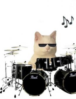 Rocker cat group